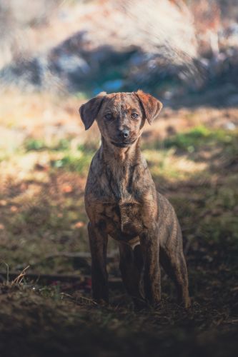 staxmiphoto fauna70.0 300.0 mm f 4.5 6.3nikon corporationnikon d56002025 01 09 15 45