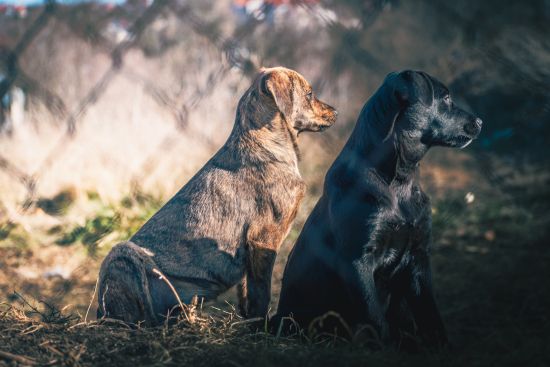 staxmiphoto fauna70.0 300.0 mm f 4.5 6.3nikon corporationnikon d56002025 01 09 18 15